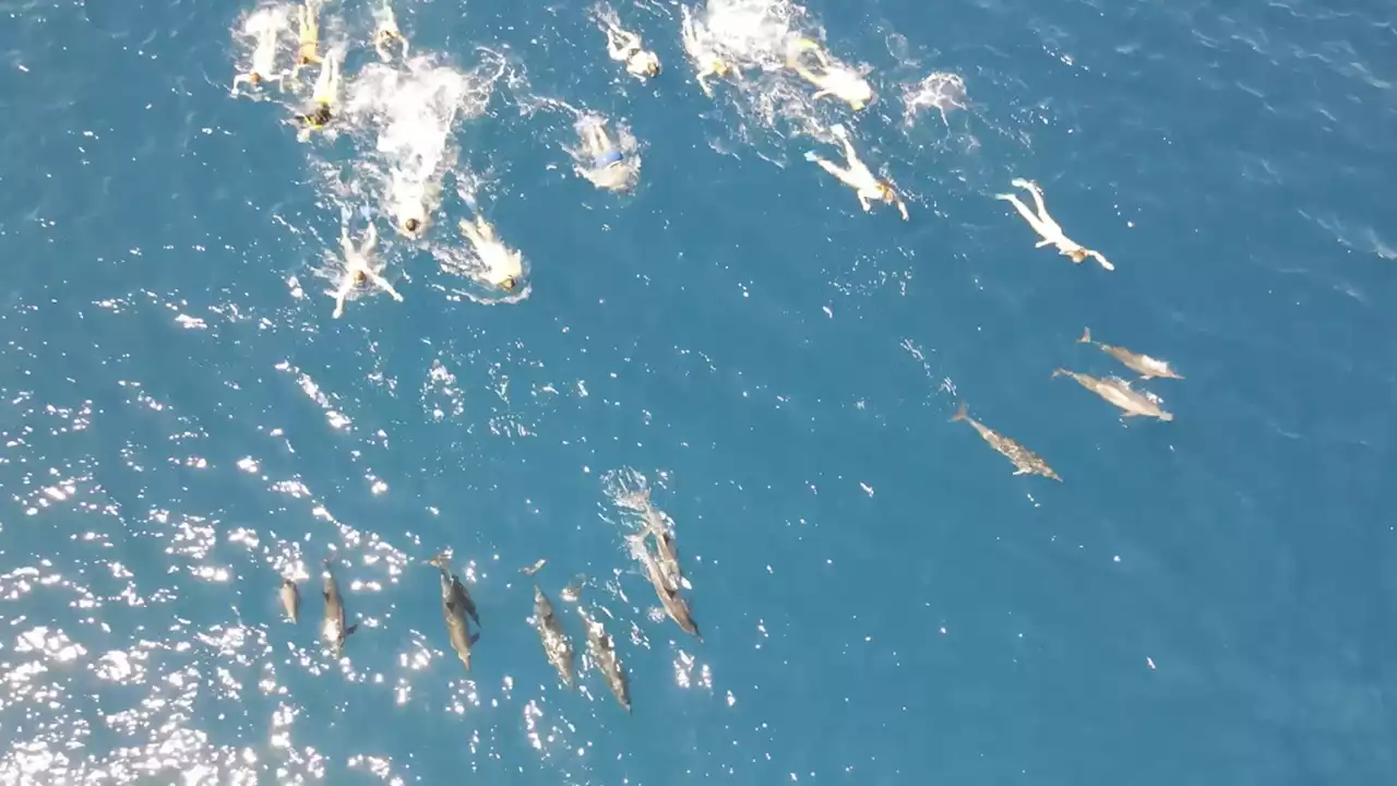 33 Swimmers 'Harassed' Dolphins in Hawaii, Authorities Claim