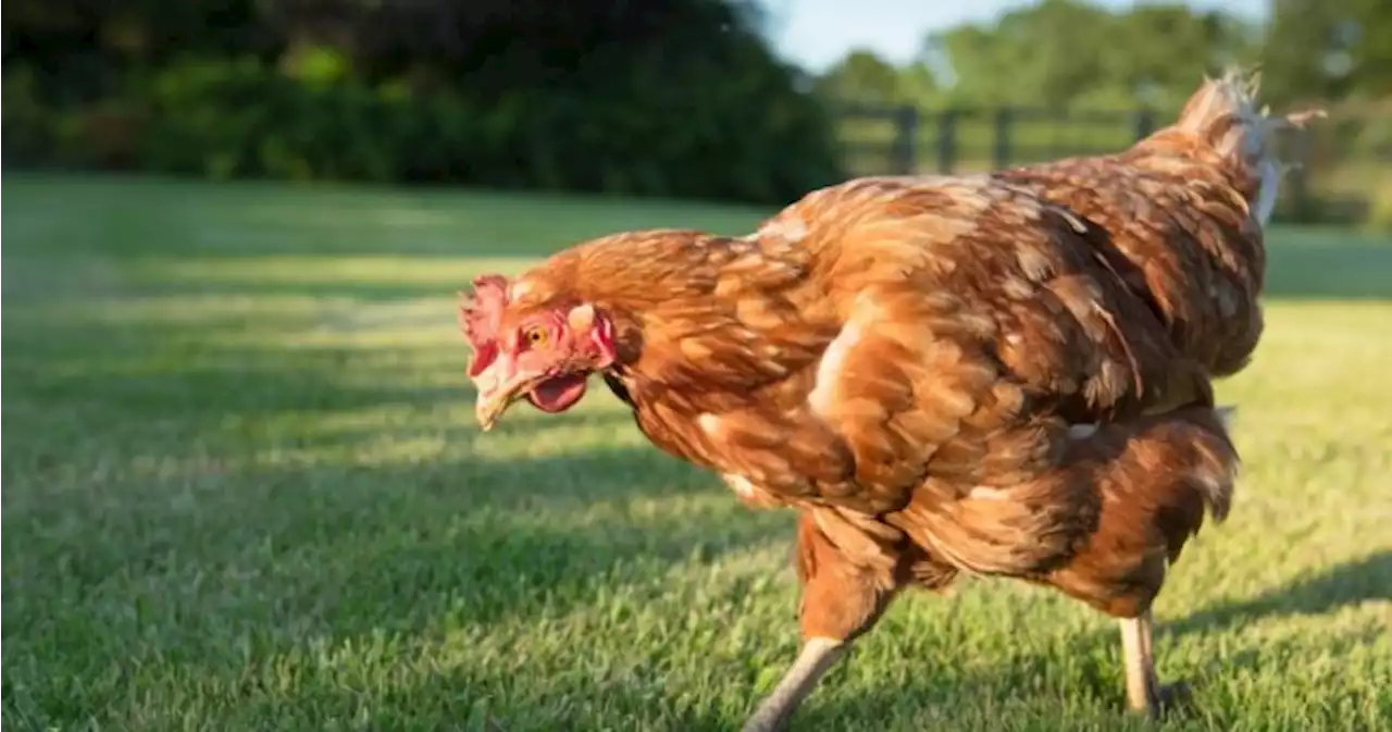 City of Calgary ‘hatches’ urban hen licensing program for another year - Calgary | Globalnews.ca