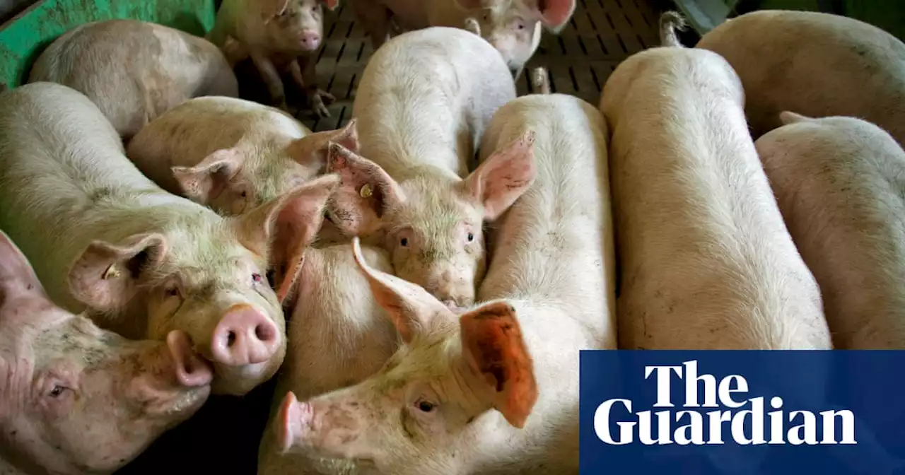 Fraud inquiry launched after foreign pork allegedly sold as British