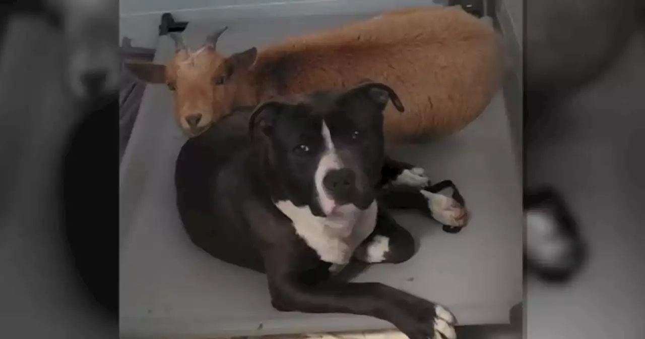 An unlikely friendship: dog and goat are inseparable in animal shelter