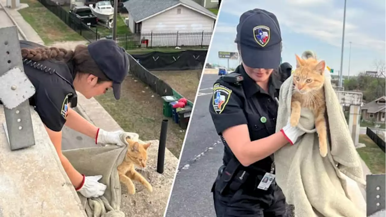 Cat rescued from Interstate 10 overpass reunited with owners, ACS says