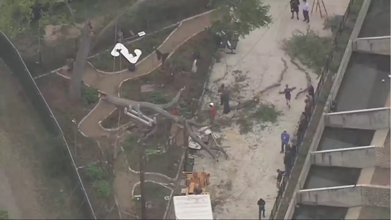 Child injured in tree collapse at San Antonio Zoo released from hospital, officials say