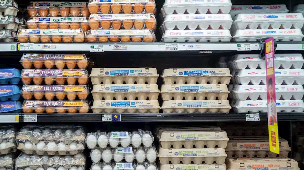 High egg prices send profits at largest US producer soaring more than 700%