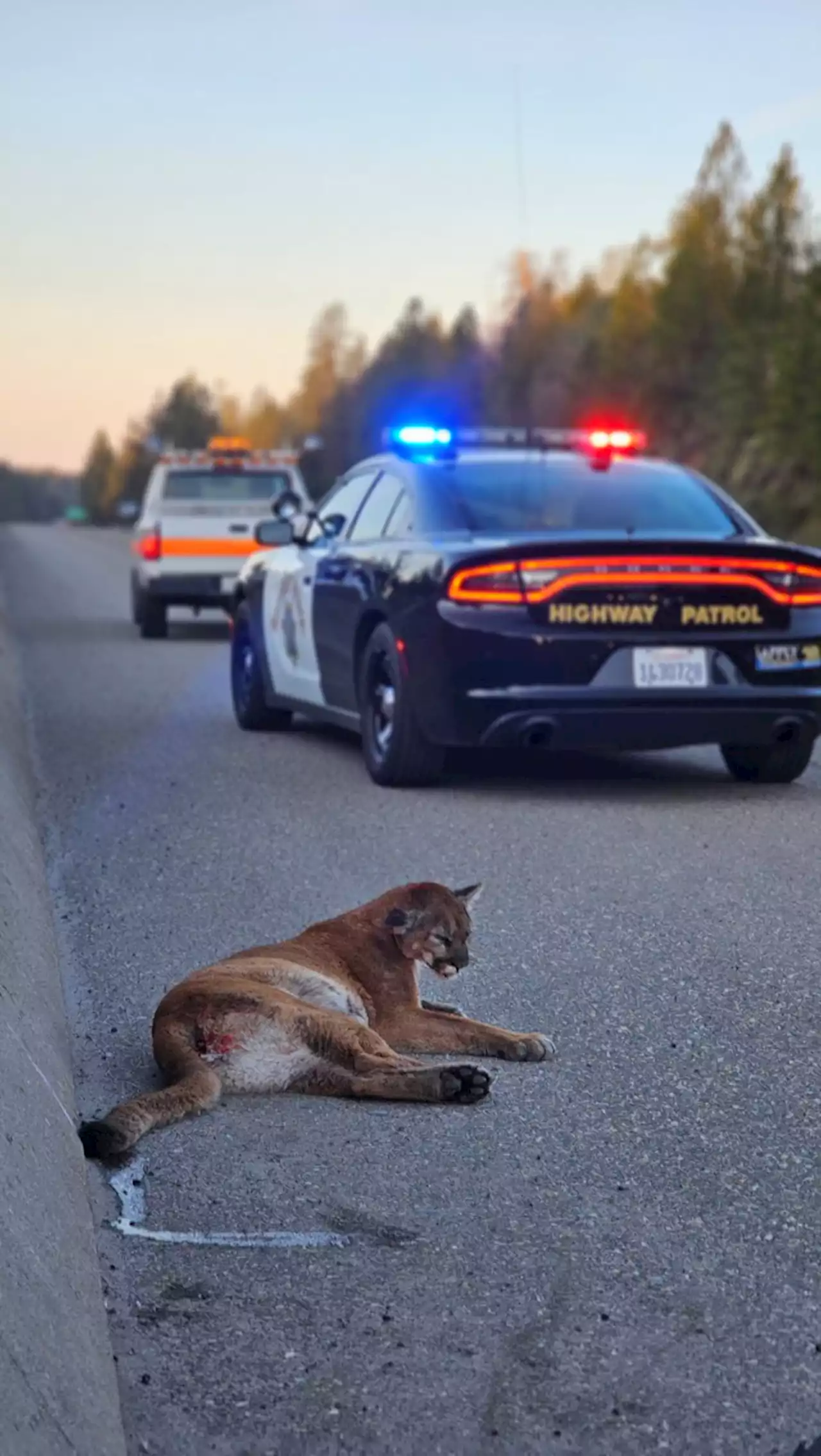 'Sadly, this happens a lot': Injured mountain lion, struck by vehicle, is euthanized