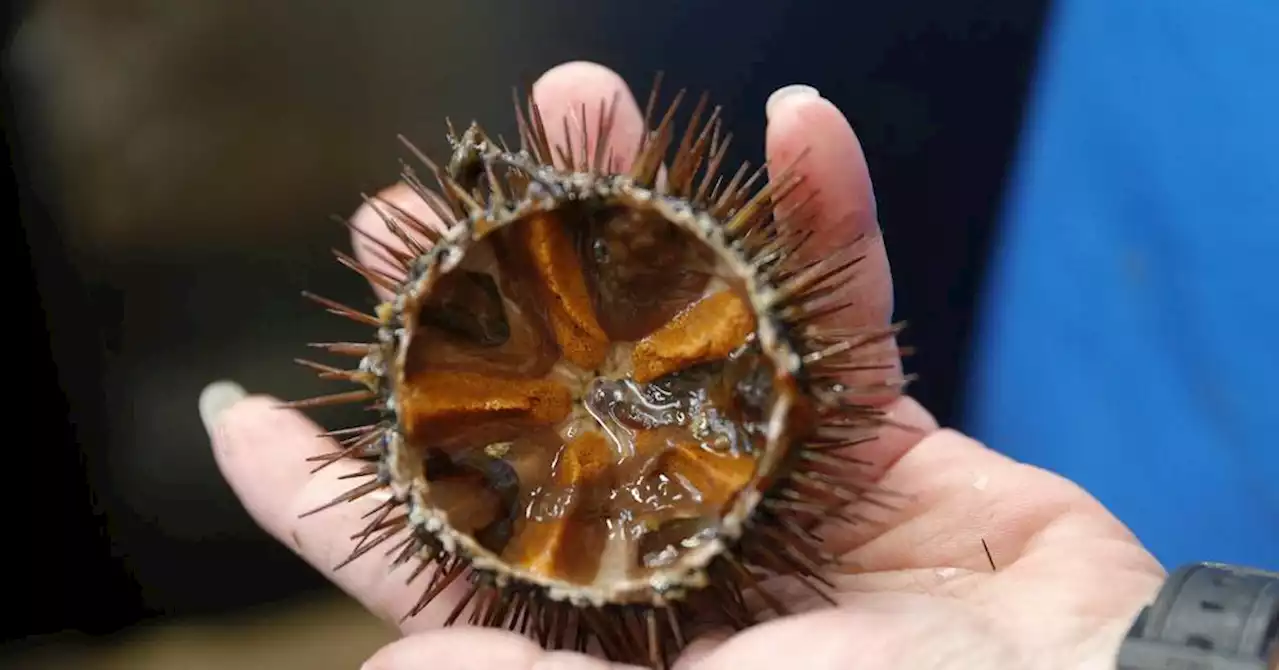 Manque d'oursins en Méditerranée: la pêche doit-elle faire une pause?