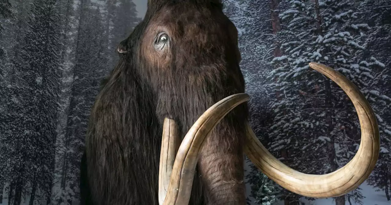 The woolly mammoth is back — in the form of a meatball