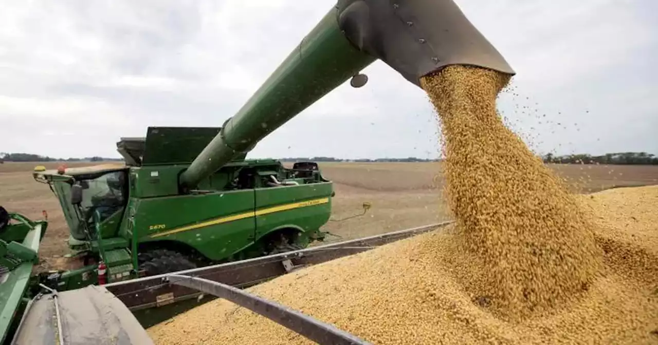 El trigo y la soja cerraron en alza en Chicago | Agricultura | La Voz del Interior