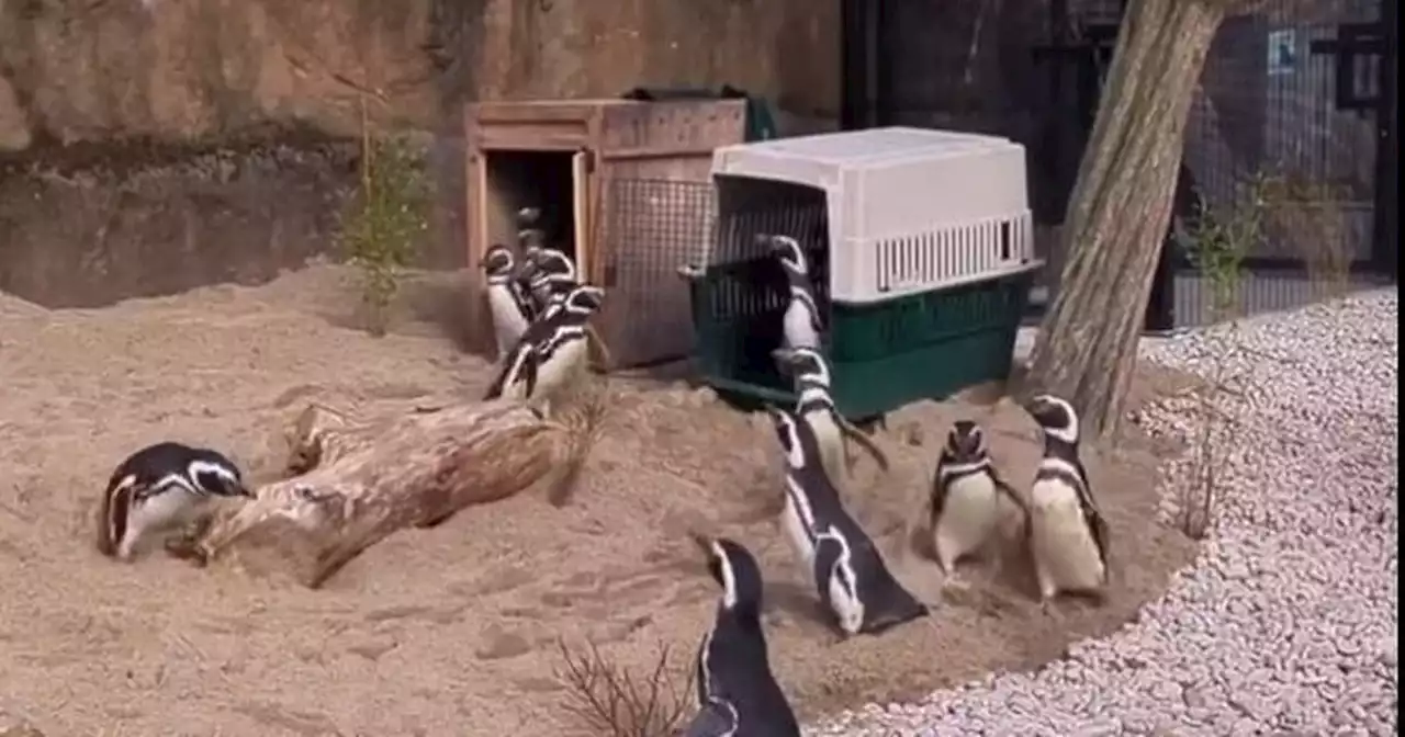 Penguins are BACK at Blackpool Zoo as new £100k home introduced for 20 birds