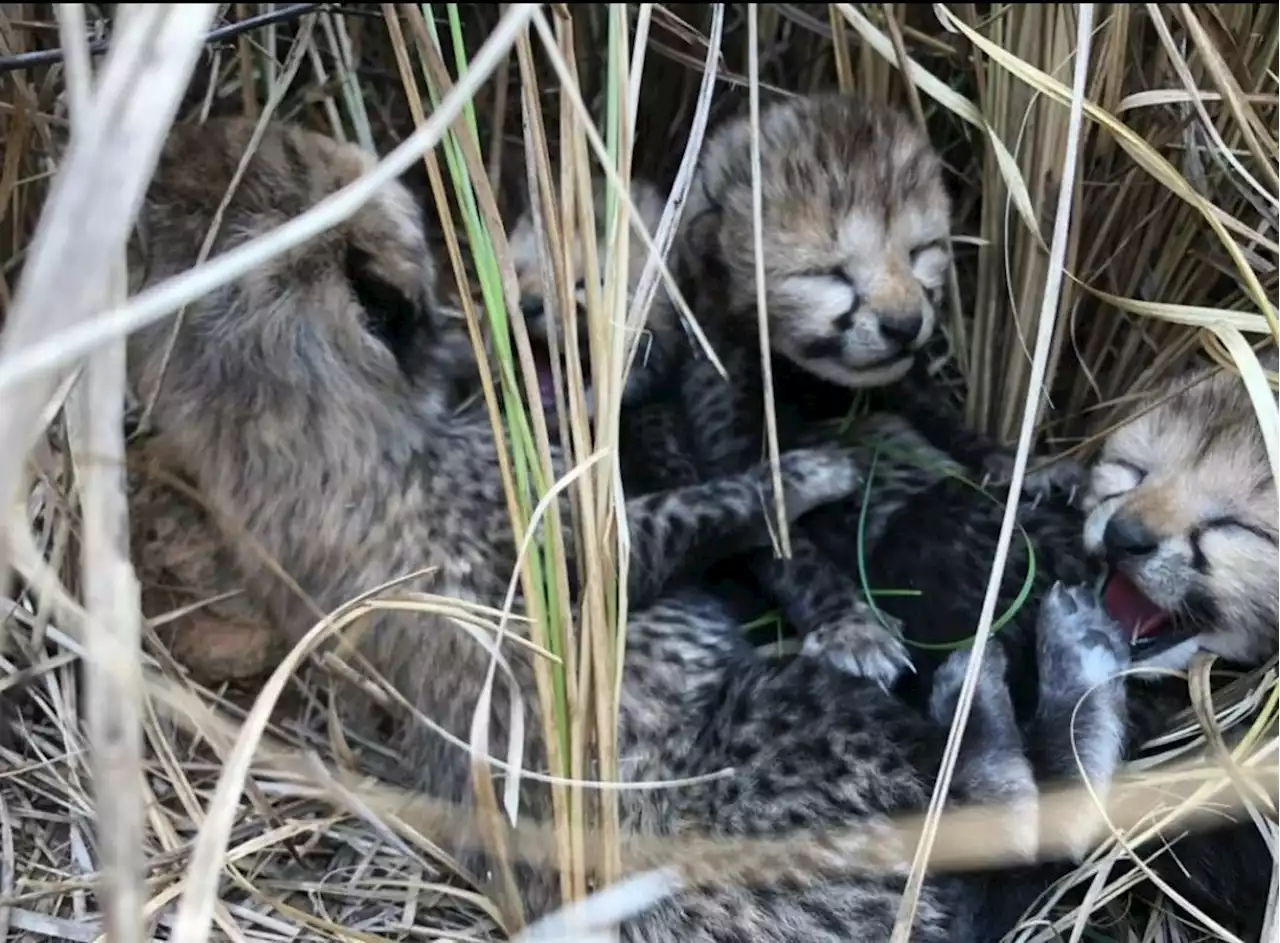 India welcomes four new cheetah cubs, decades after extinction