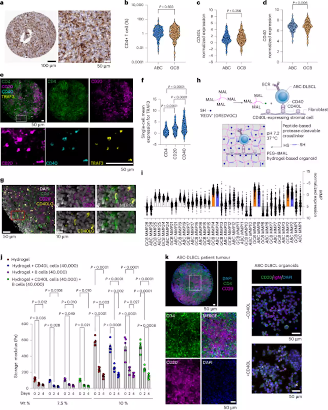 Combinatorial treatment rescues tumour-microenvironment-mediated attenuation of MALT1 inhibitors in B-cell lymphomas - Nature Materials