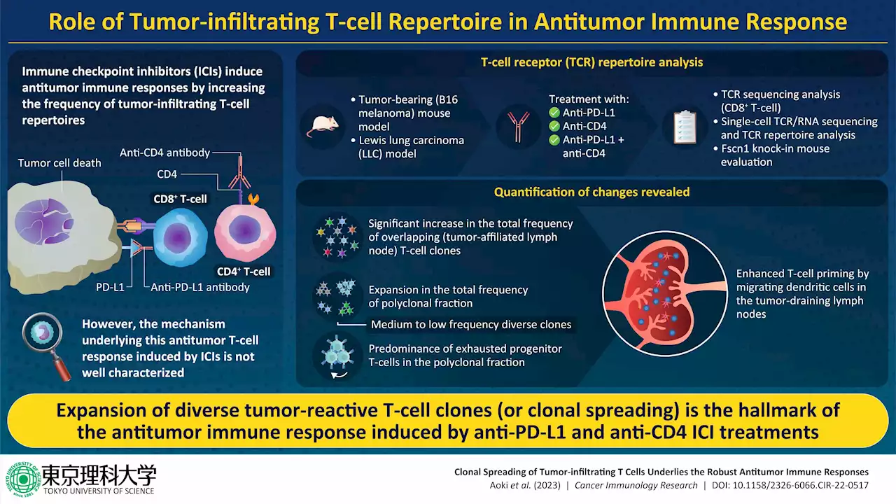 Immune checkpoint inhibitor antitumor response: Decoding molecular mechanisms