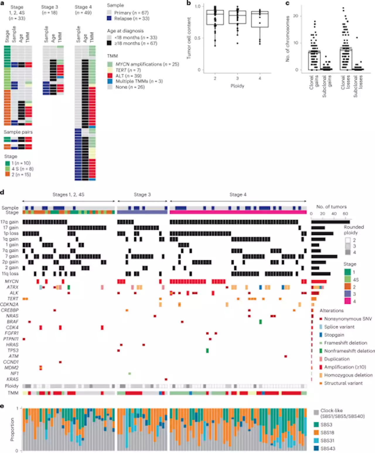 Neuroblastoma arises in early fetal development and its evolutionary duration predicts outcome - Nature Genetics