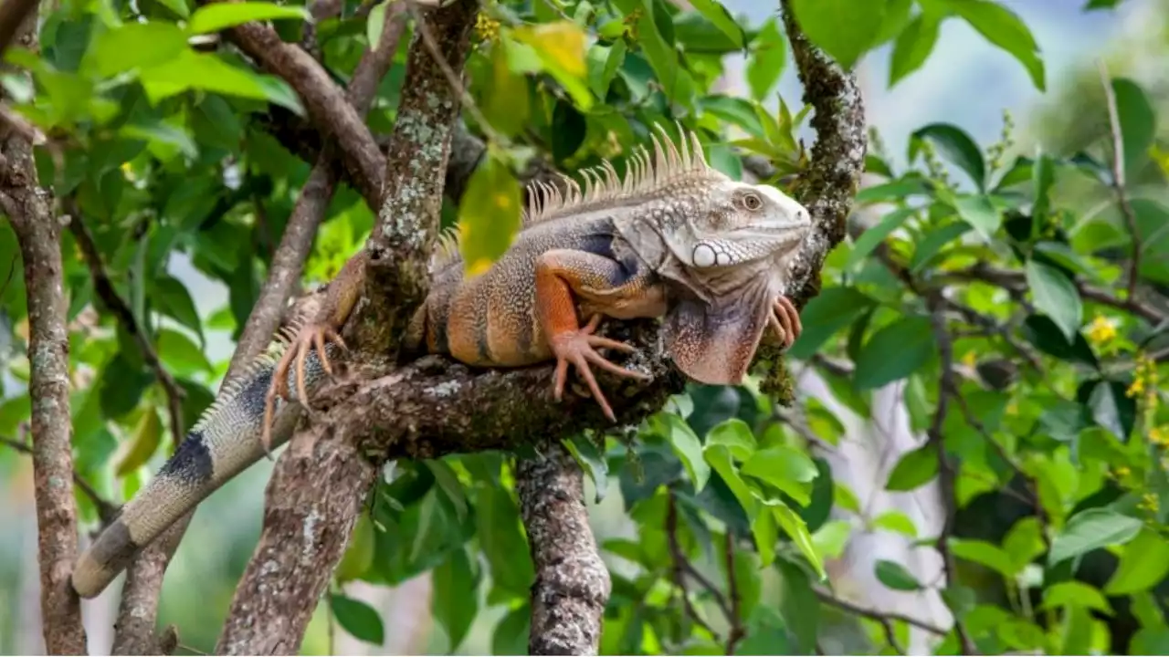 [VIDEO] Campaña contra el tráfico ilegal de fauna y flora silvestre en Antioquia