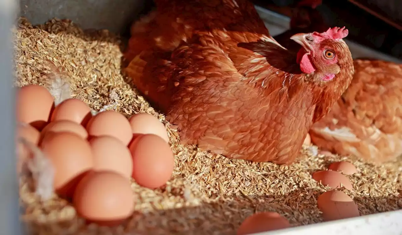 Deshalb sind Eier zu Ostern besonders teuer