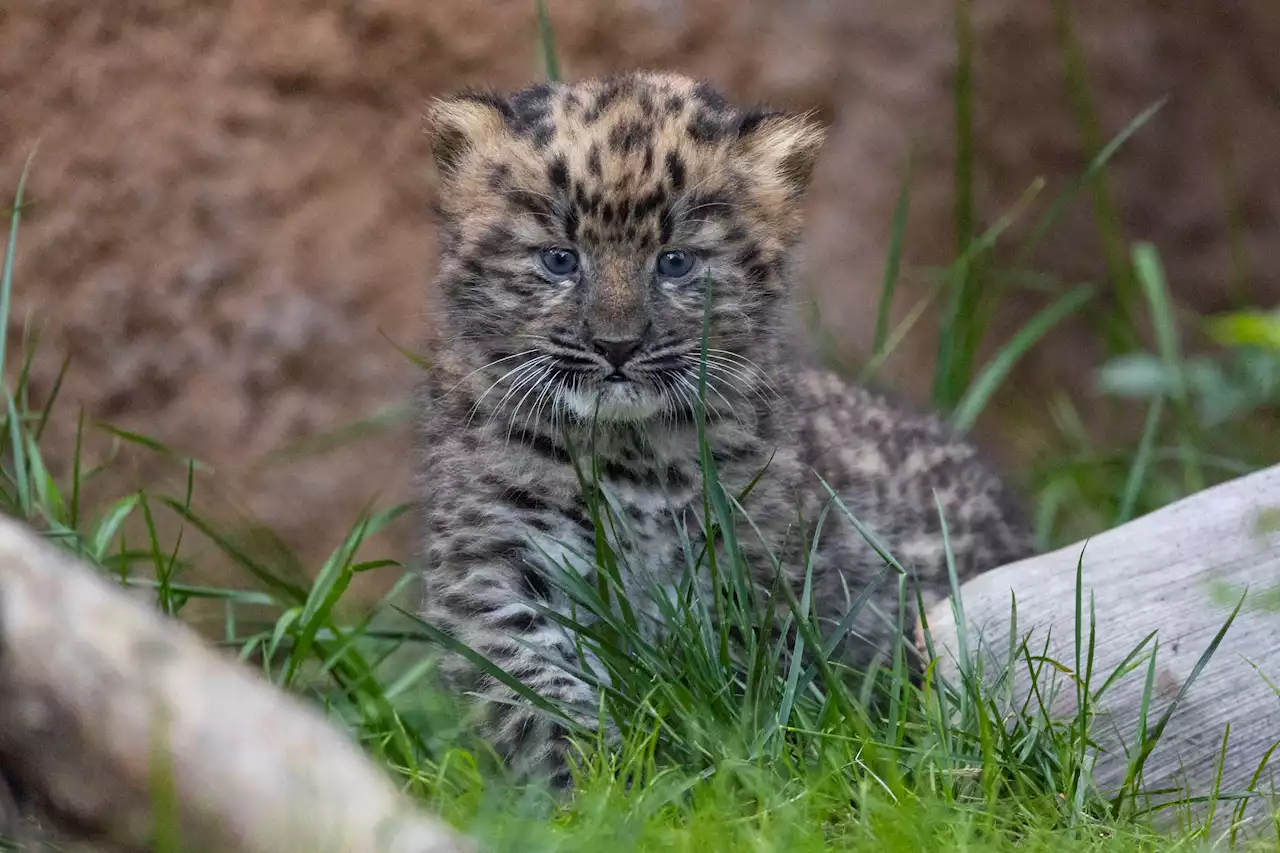 Watch: Adorable Cubs Birth at California Zoo Increases Most-Endangered Big-Cat Species Population By 2