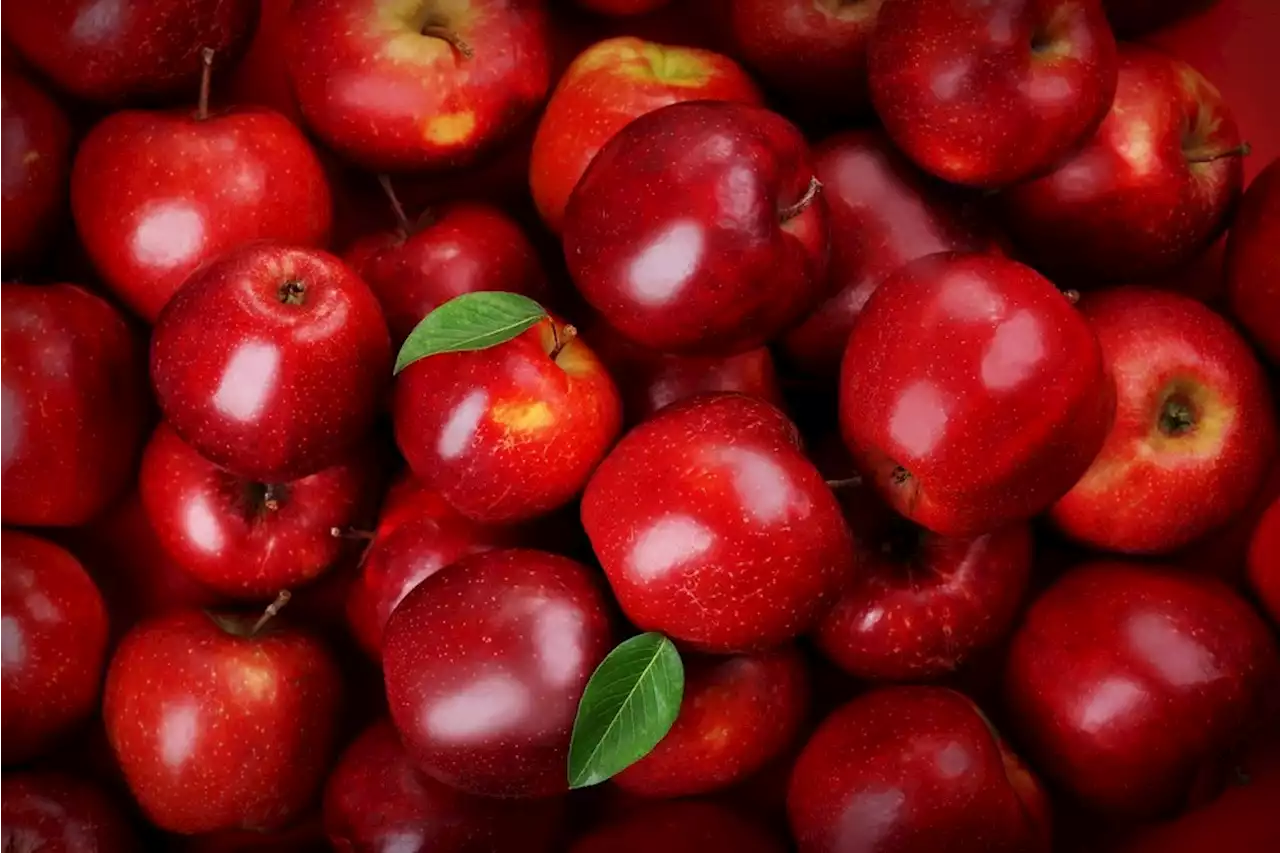 An apple a day keeps the doctor away: polyphenol-enriched apples alter immune cell gene expression and fecal microbiota composition