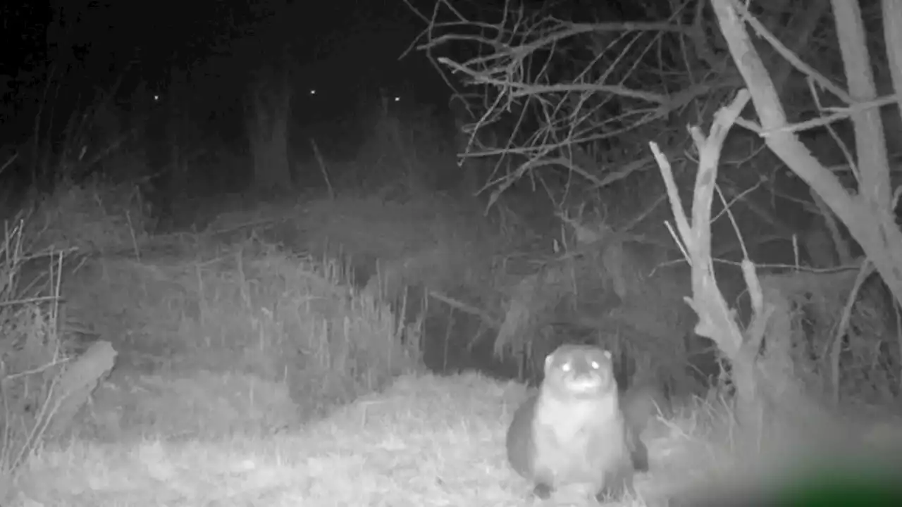 De otter laat zich voor het eerst in ruim 60 jaar zien in Biesbosch