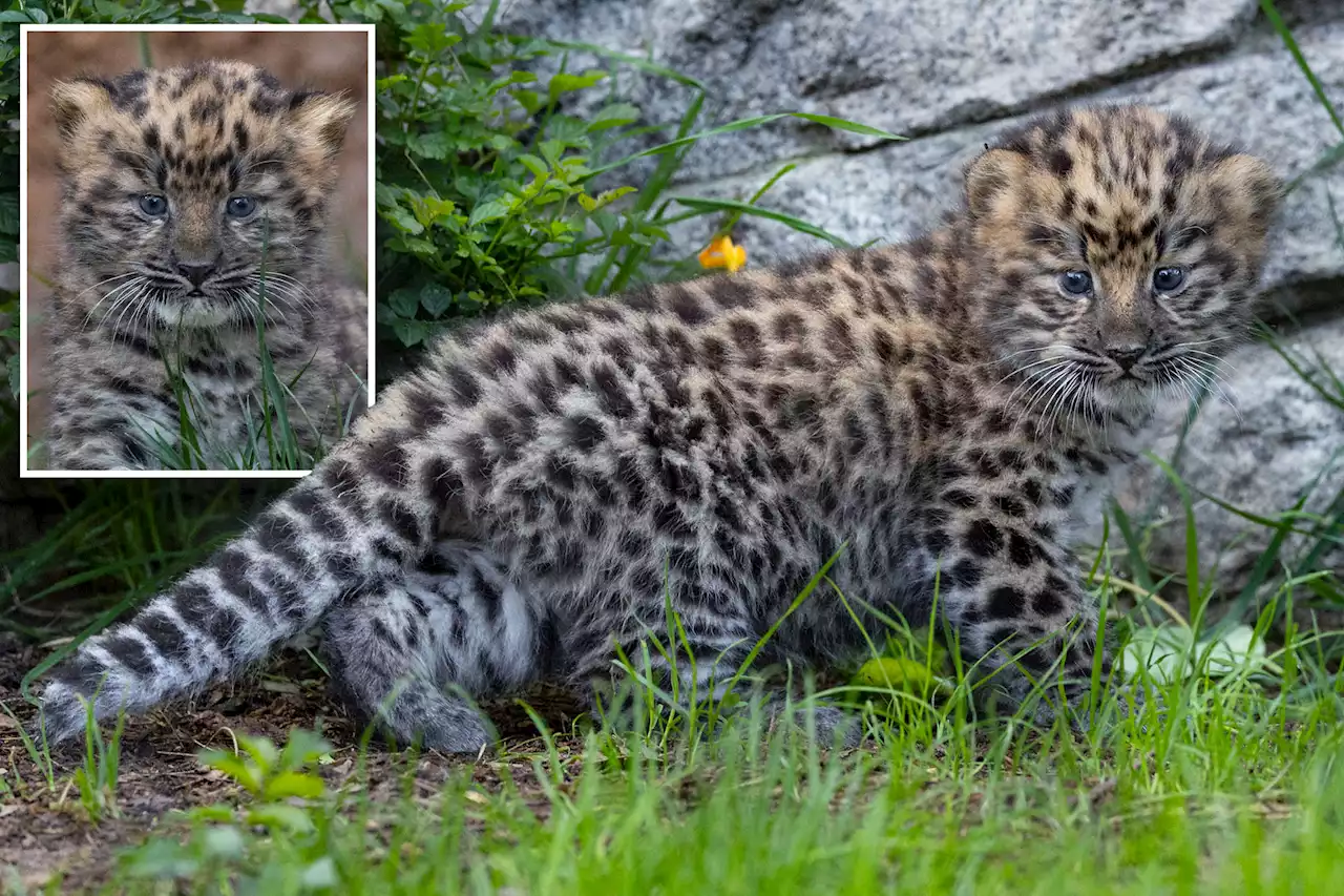 San Diego welcomes rare twin leopard cubs