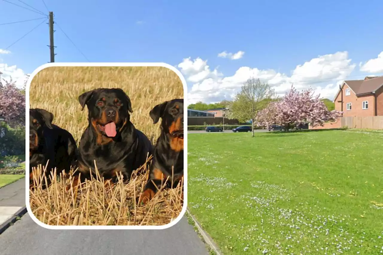 Rottweilers attack by park 'would have ripped any other dog to shreds'