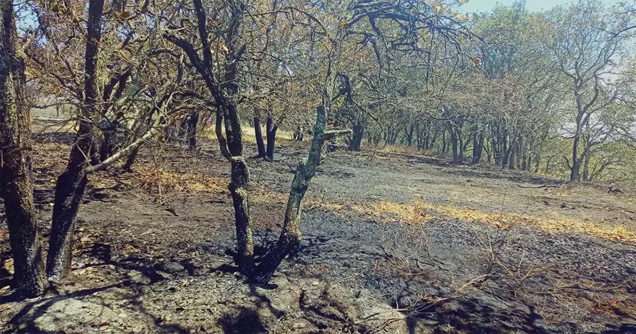 Incendio en Sierra de Lobos arrasa más de 200 hectáreas de área natural  protegida en León