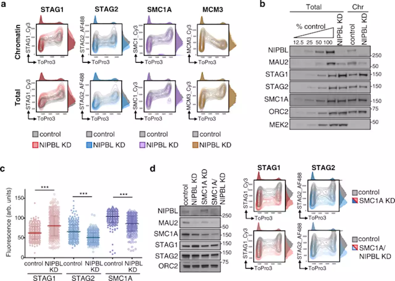 Different NIPBL requirements of cohesin-STAG1 and cohesin-STAG2 - Nature Communications