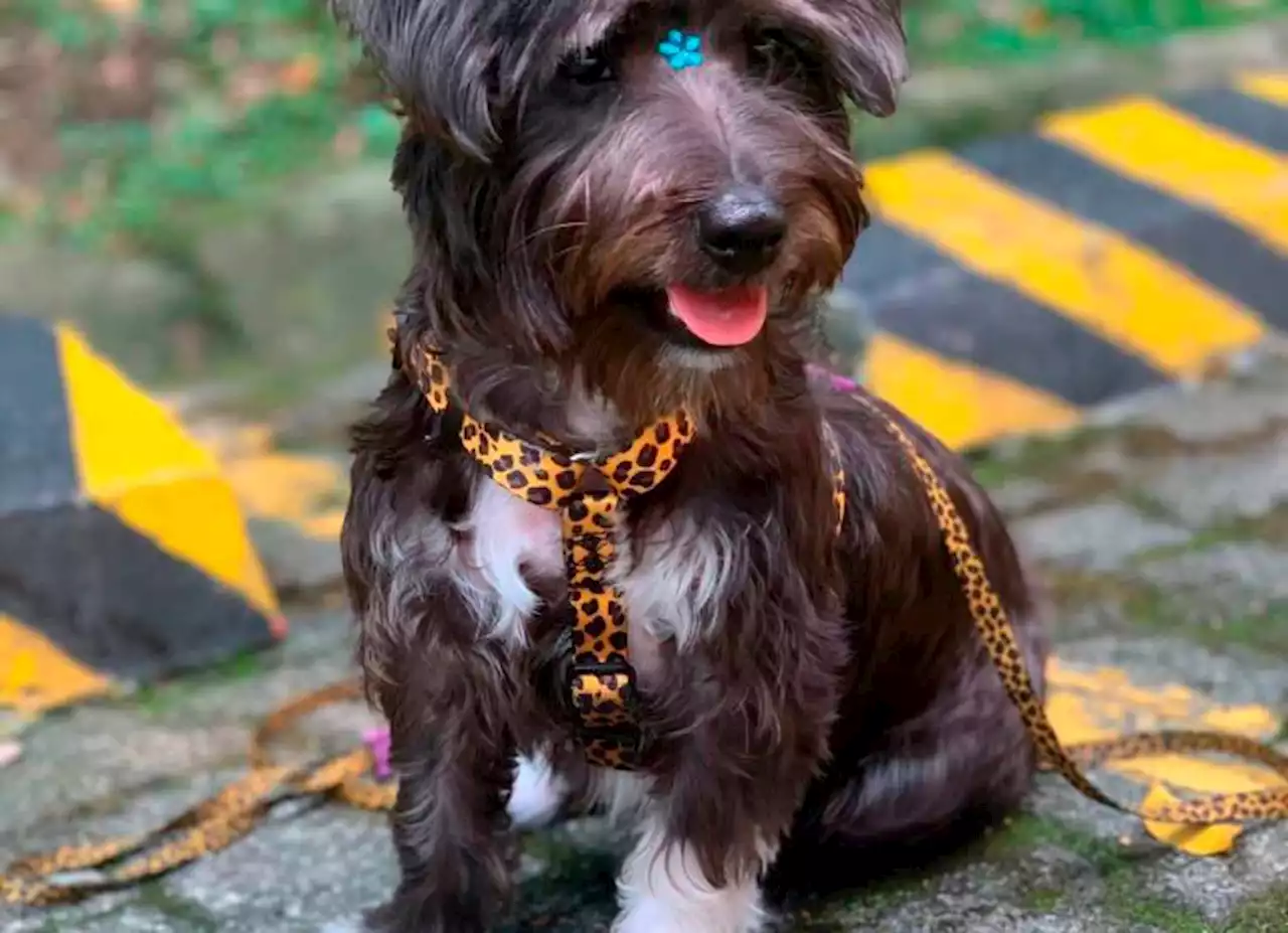 La increíble historia de cómo encontraron a Azul, una perra criolla que se habían robado - Pulzo