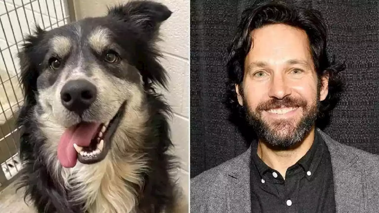 Perro consiguió ser adoptado gracias a su parecido con el actor Paul Rudd (Ant-Man) - Pulzo