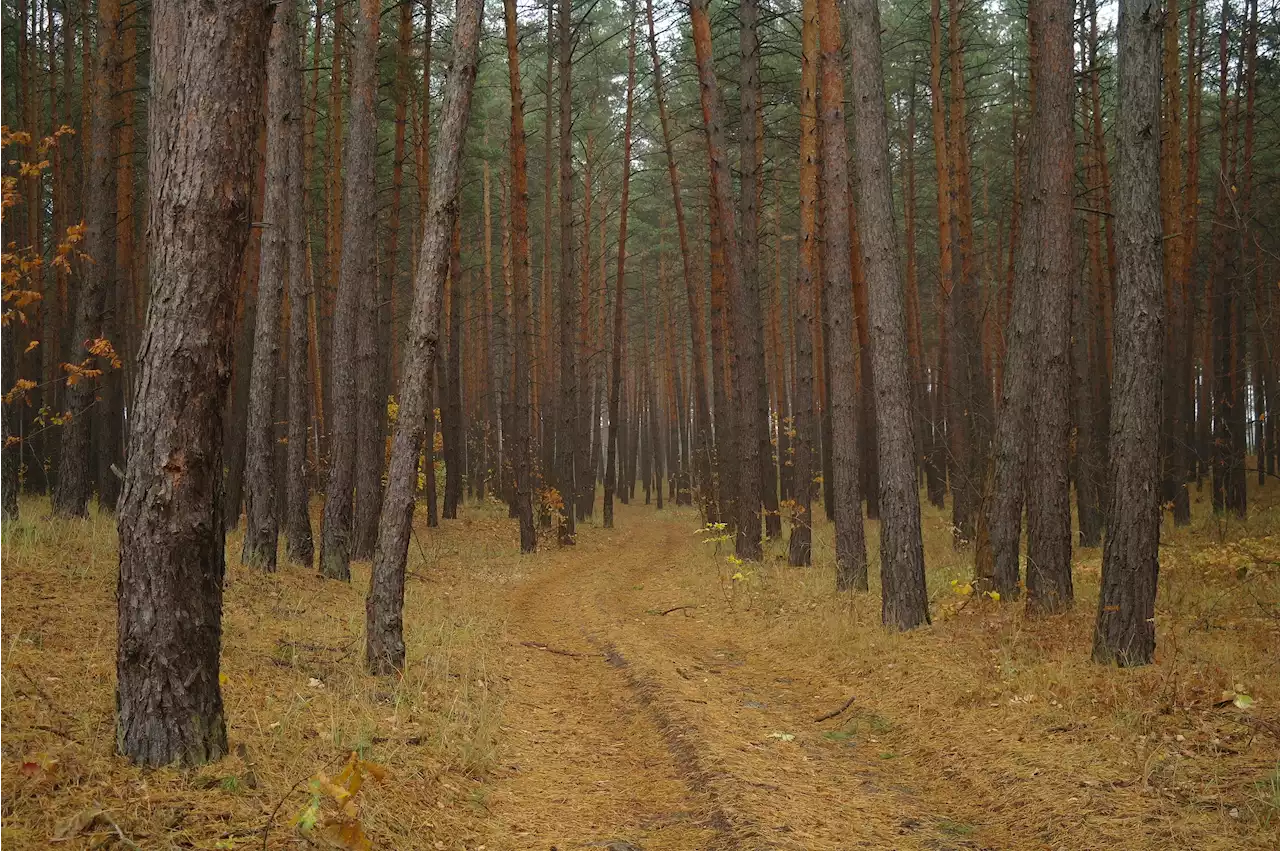 Annapolis County non-profit and citizen scientists launch campaign to save Nova Scotia old forests | SaltWire