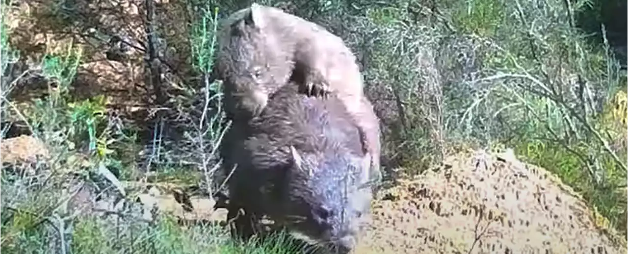 Rarely Seen Wombat 'Sideways' Sex Shows Just How Wild Animal Reproduction Can Get