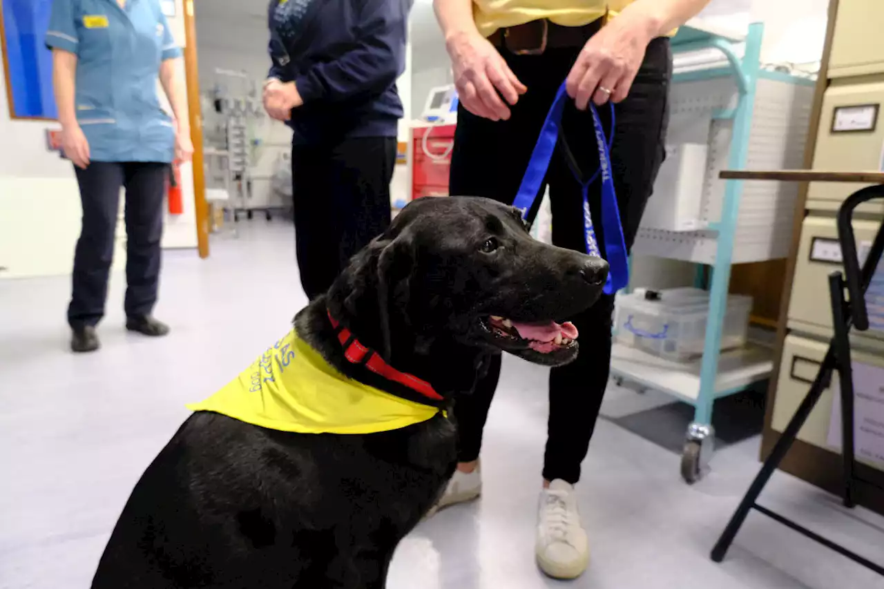 Therapy dogs are spreading smiles in critical care