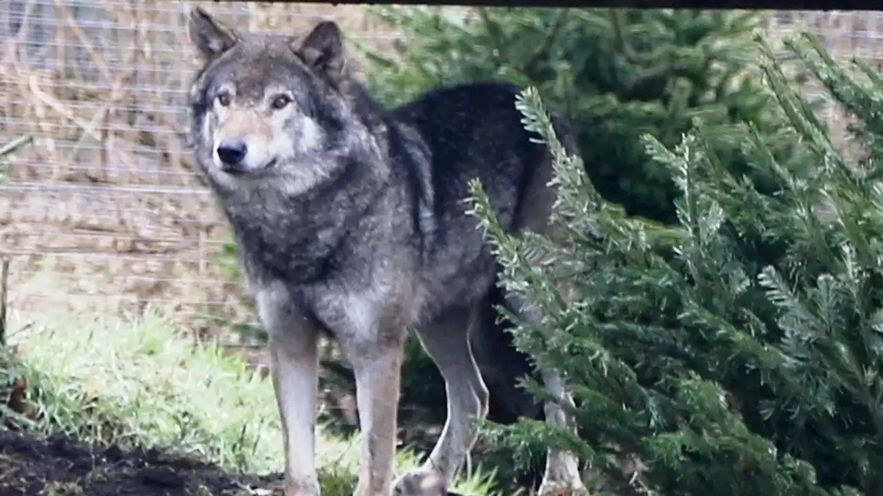 'Anxious' wolf pack euthanised after death of leader at Camperdown Wildlife Centre in Dundee