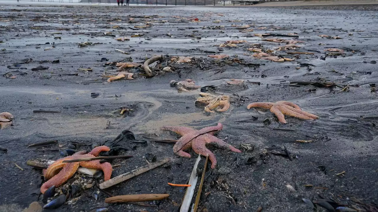 Thousands of dead shellfish wash up on North Yorkshire coast