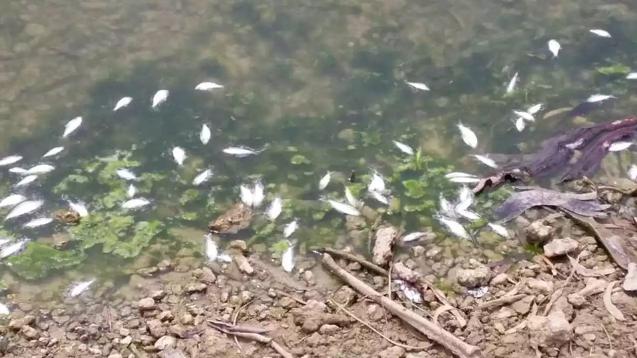 Chris Minns is looking at ‘dead fish’ instead of serious Indigenous issues near Menindee