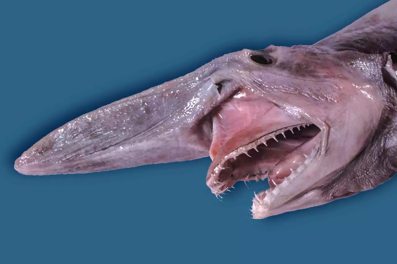 A Goblin Shark Was Found on the Beach. Was It Actually Fake?