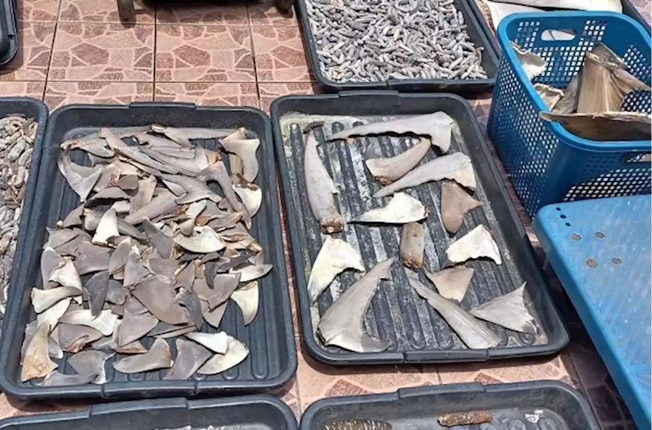 Conservationists call for immediate ban on shark hunting and finning in Sabah