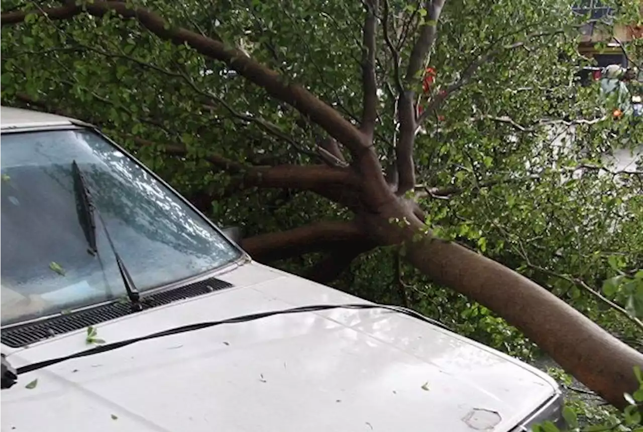 Shah Alam car owners can claim for damage caused by falling trees