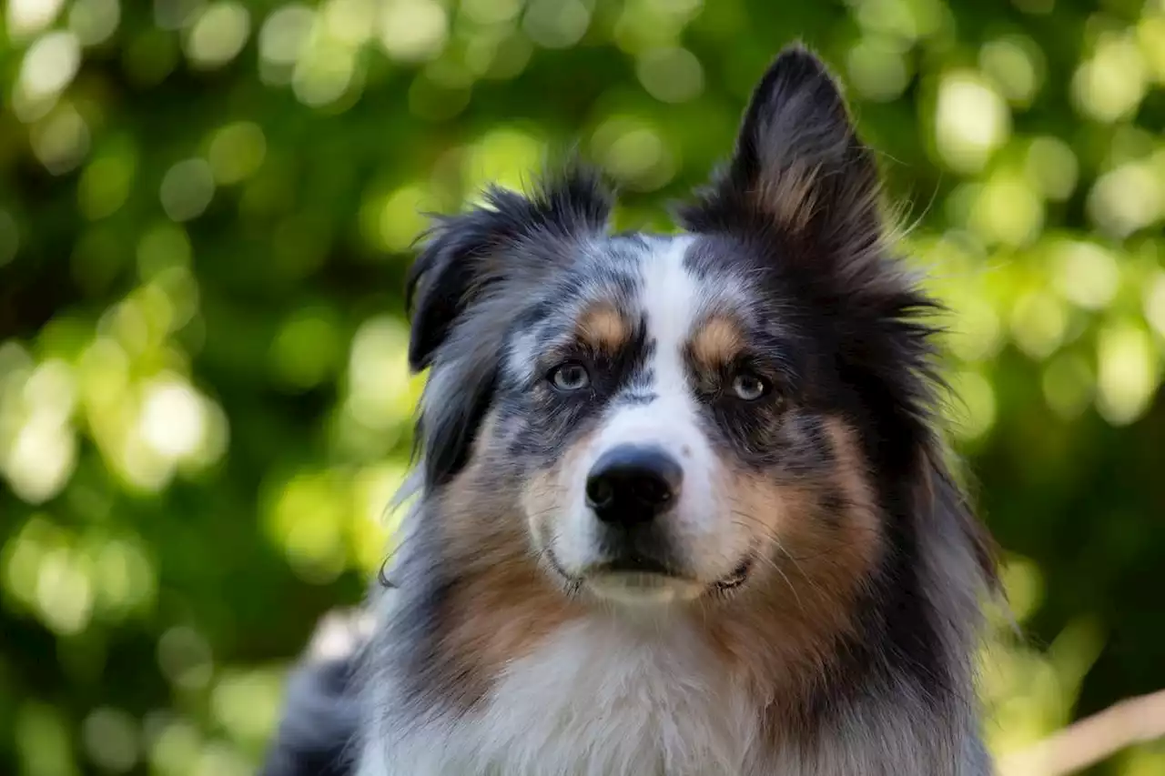 Il sauve la vie de sa chienne malade grâce à ChatGPT