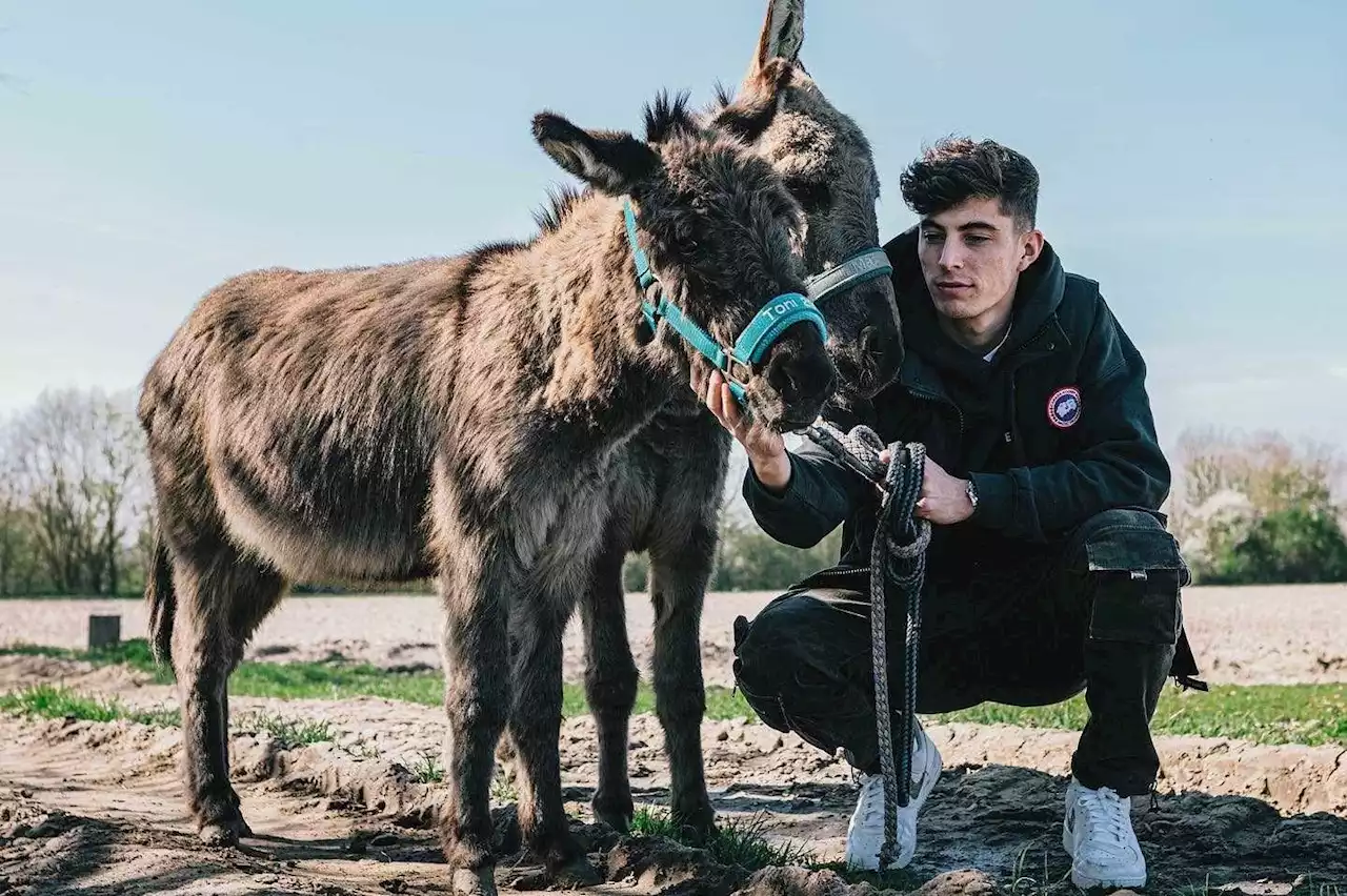 Kai Havertz says some Chelsea and Germany teammates call him 'donkey' - but reveals heartwarming reason why