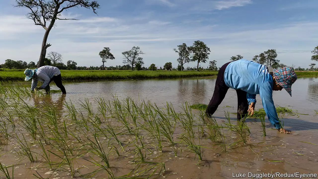 The global rice crisis