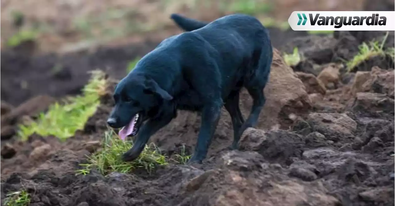 Video: La conmovedora historia de Jacob, el perro que busca a su familia en deslizamiento de Ecuador