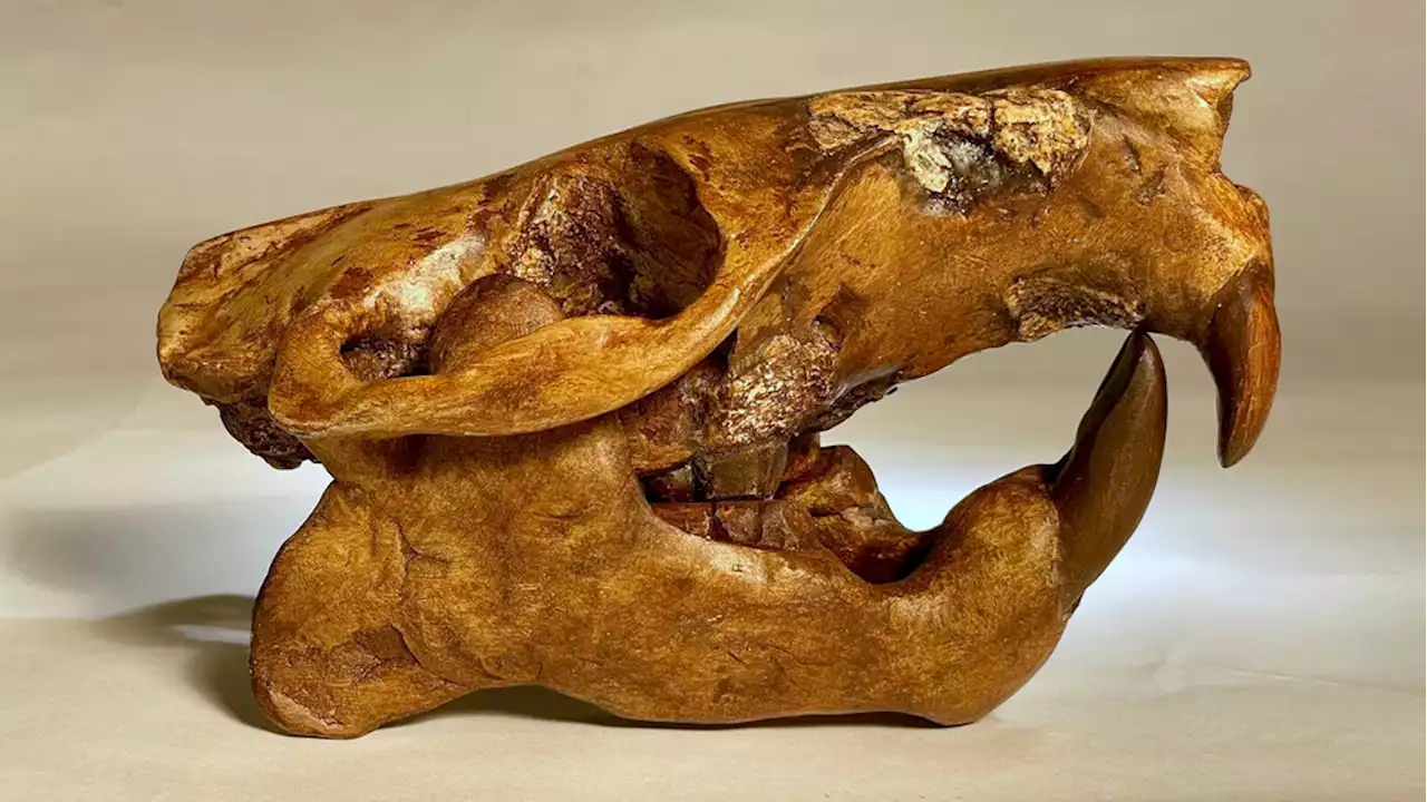 Recently discovered Texas beaver fossil named after Buc-ee's mascot