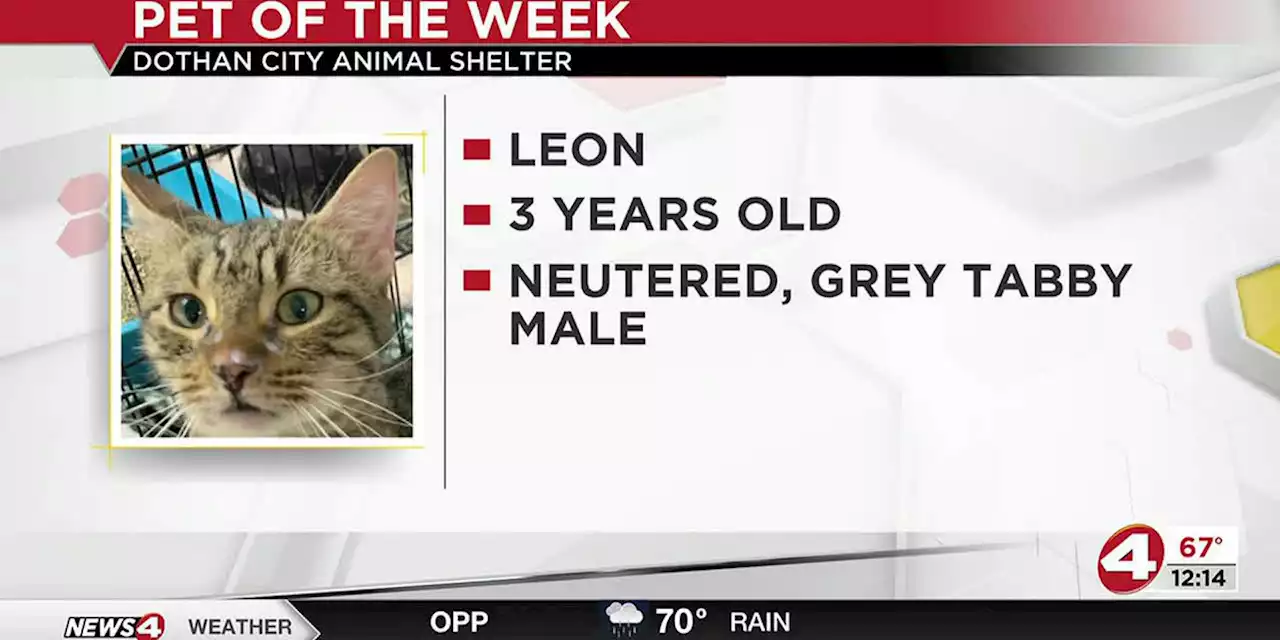 Pet of the Week: Lovely Leon