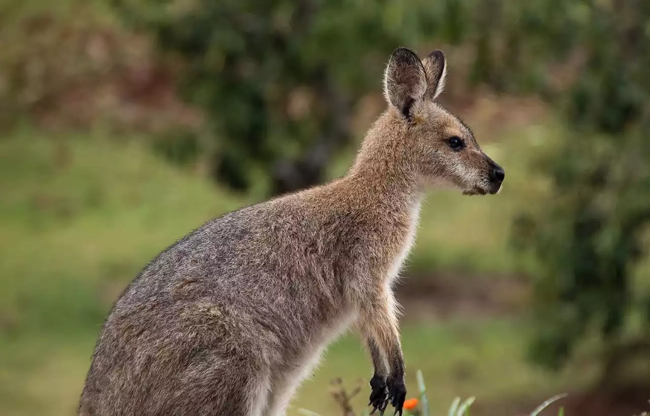 Un wallaby en fugue aperçu près de Fontainebleau