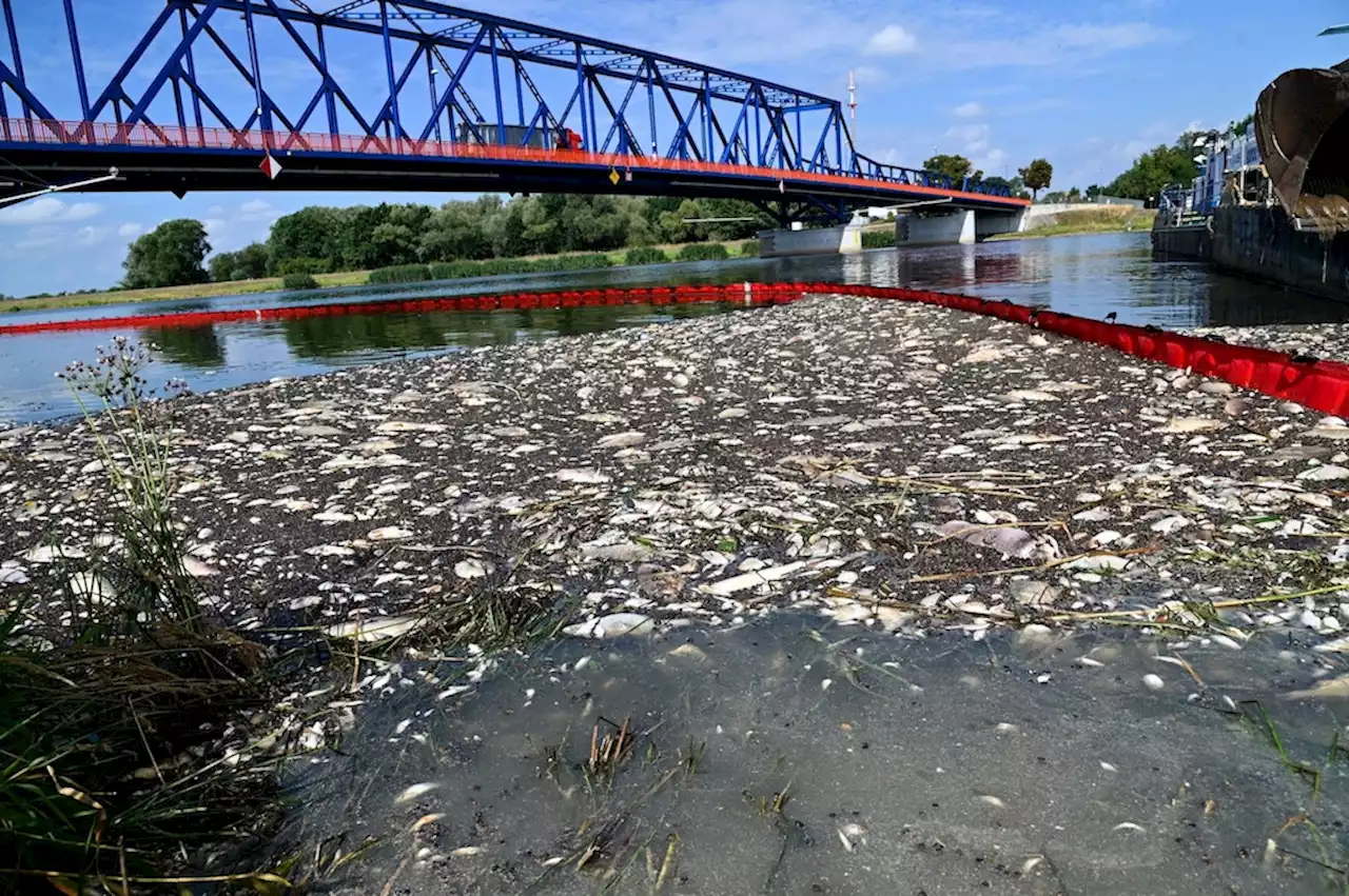 Nach Greenpeace-Bericht: Konzern weist Vorwürfe zu Oder-Fischsterben zurück