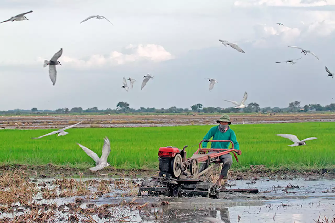 DBM: Fuel aid to farmer, transport groups ₧4B this year | Jasper Y. Arcalas