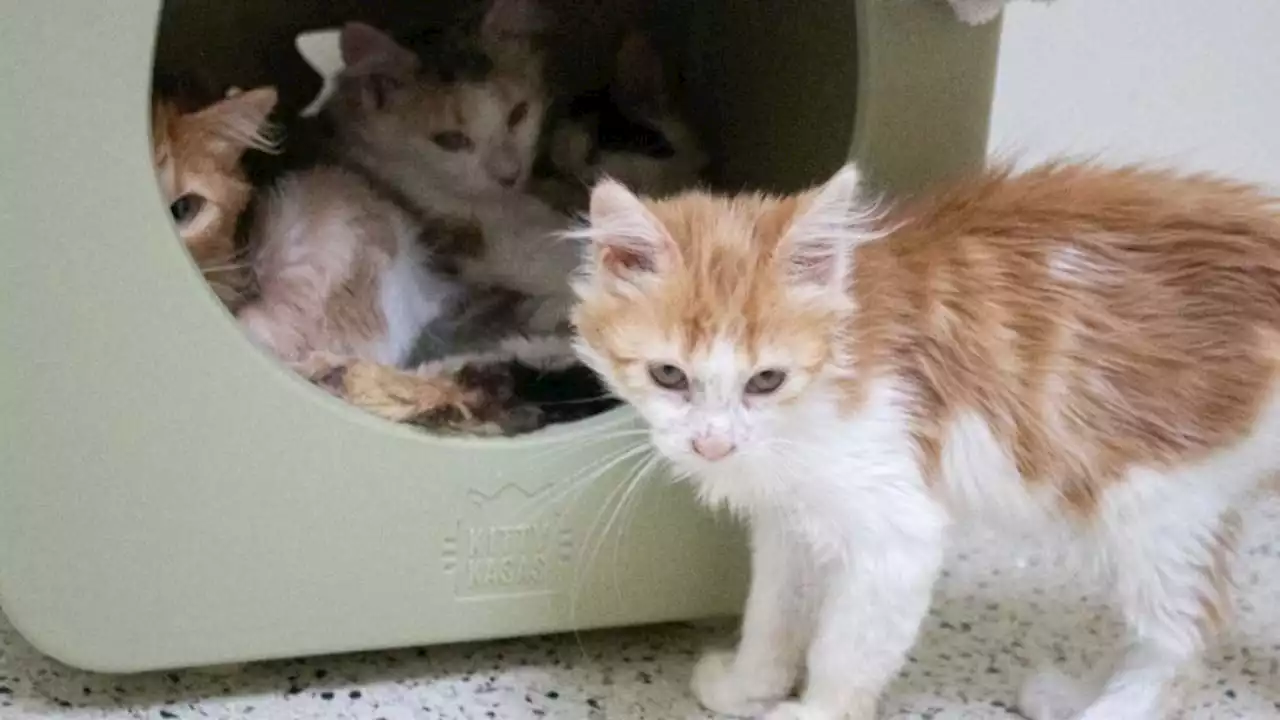 Over a dozen neglected cats rescued from Pasadena home