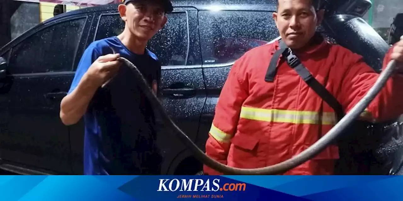 Ular Sepanjang 1,5 Meter Ditemukan di Bawah Brankas Ruang Sekretaris Satpol PP Nganjuk