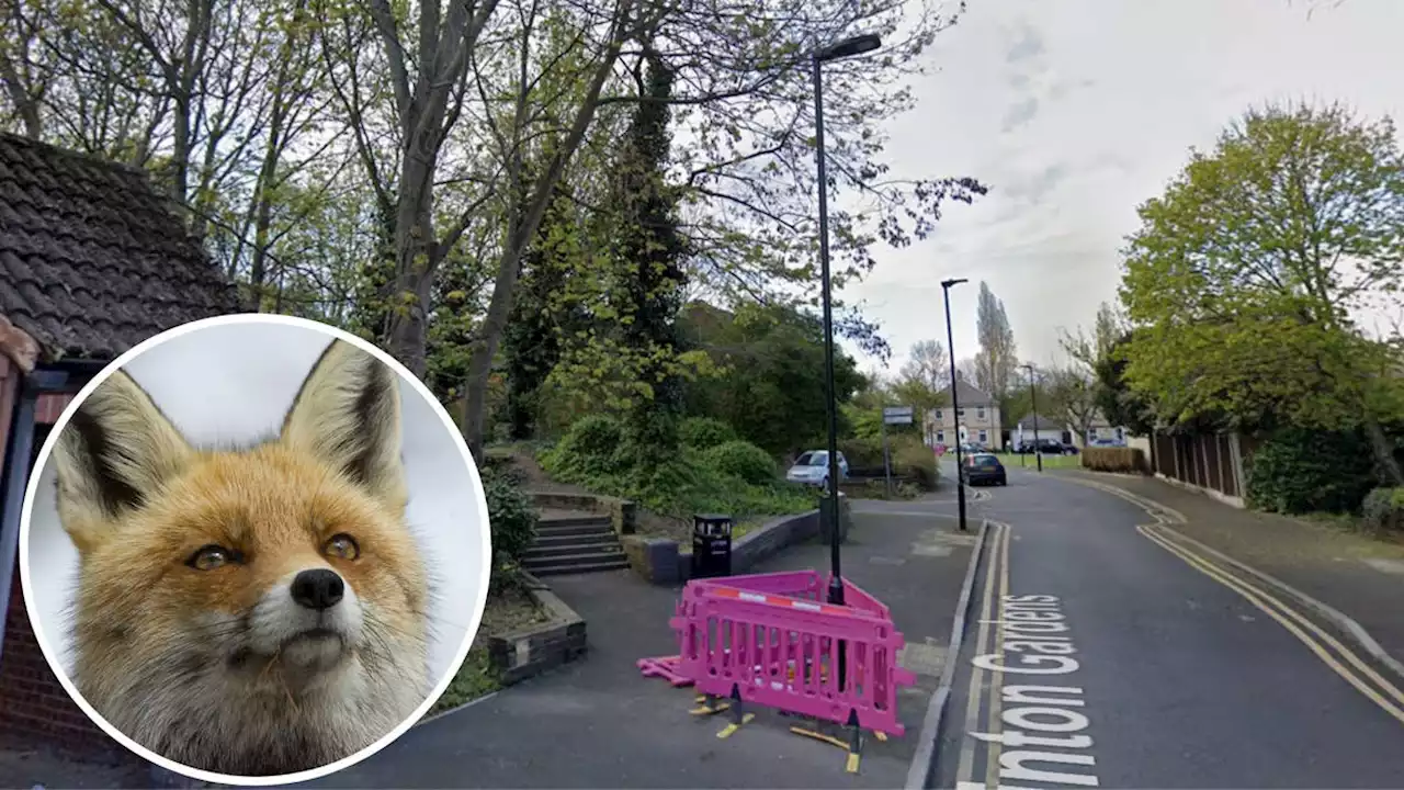 'Sickening and appalling': Cops hunt London gang capturing and torturing foxes by setting them on fire