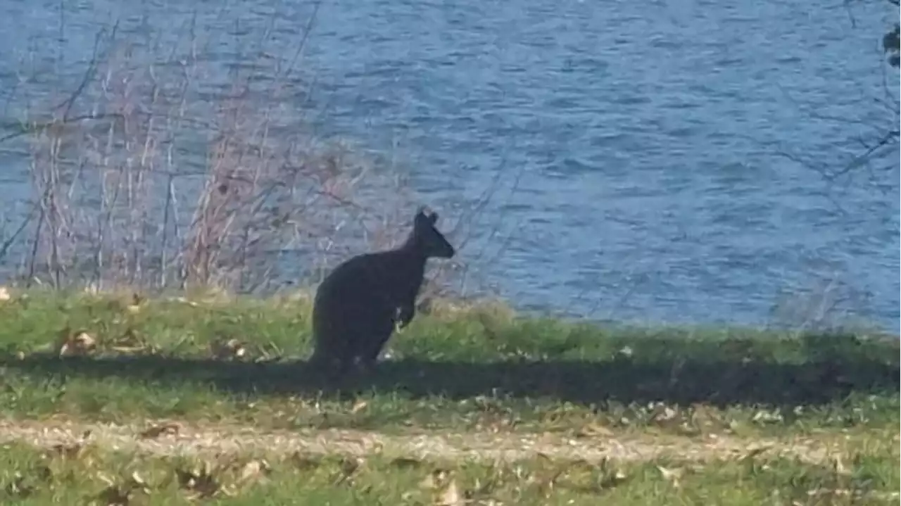 Un wallaby se promène dans la forêt de Fontainebleau et perturbe le trafic SNCF