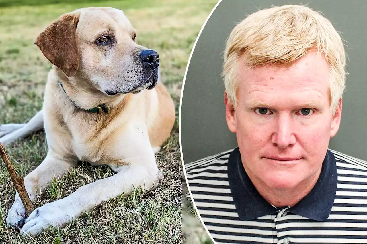 ‘Bubba solved the case’: Murdaughs’ dog now living with a trial witness